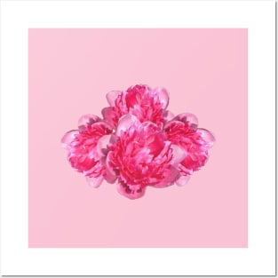 Peonies - Pink watercolour Posters and Art